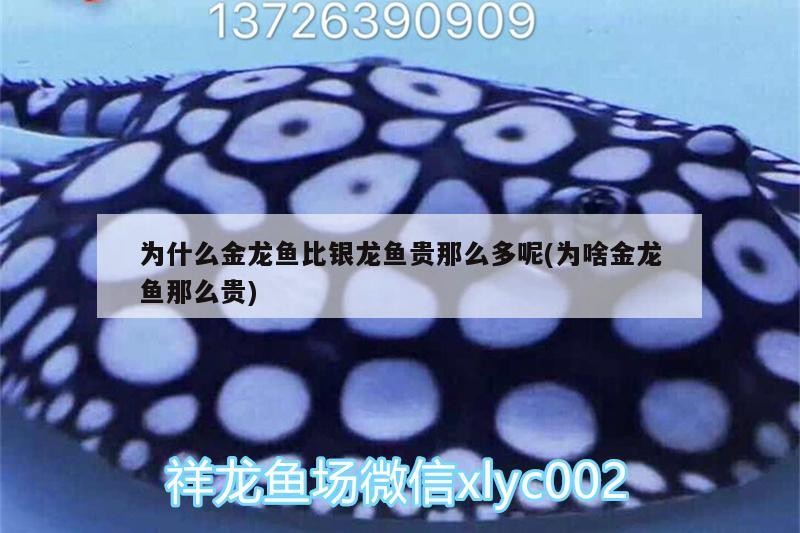 為什么金龍魚比銀龍魚貴那么多呢(為啥金龍魚那么貴) 為什么金龍魚比銀龍魚貴那么多呢(為啥金龍魚那么貴) 銀龍魚百科