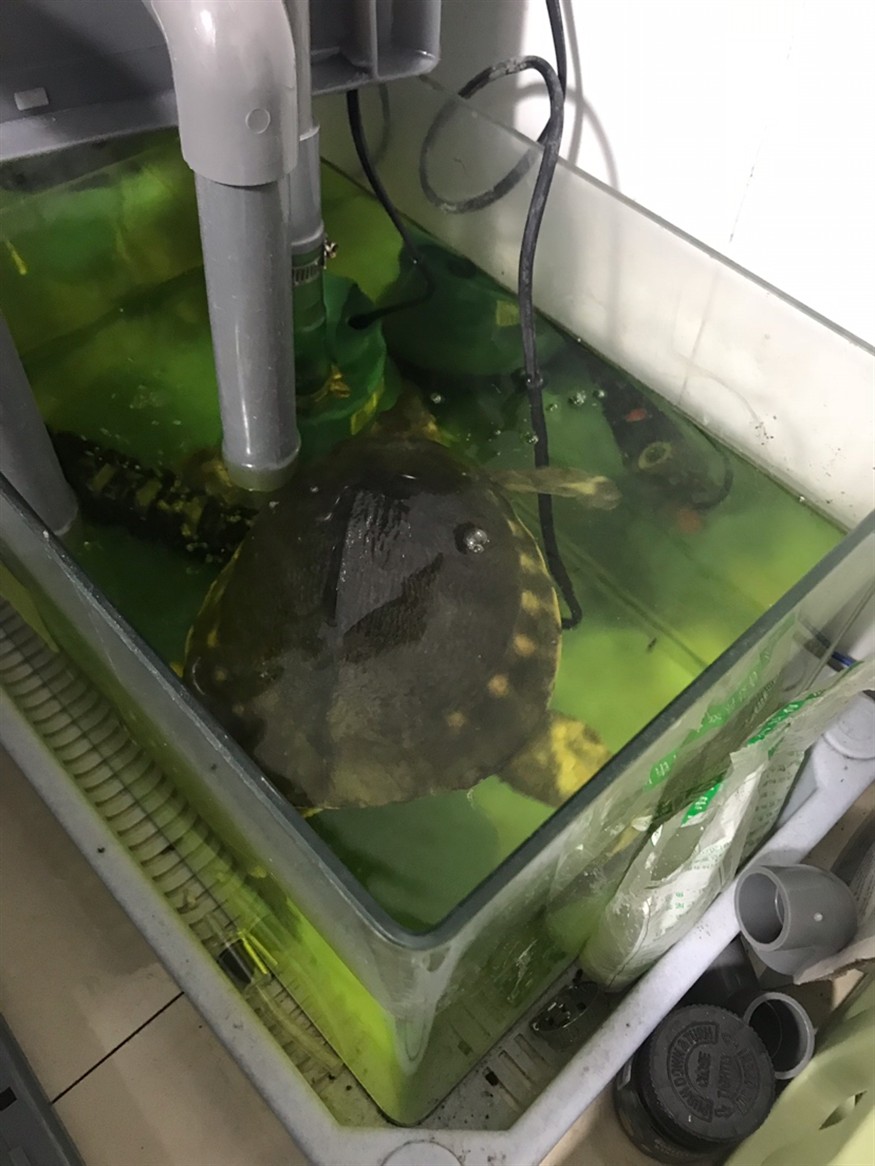 豬鼻龜病了