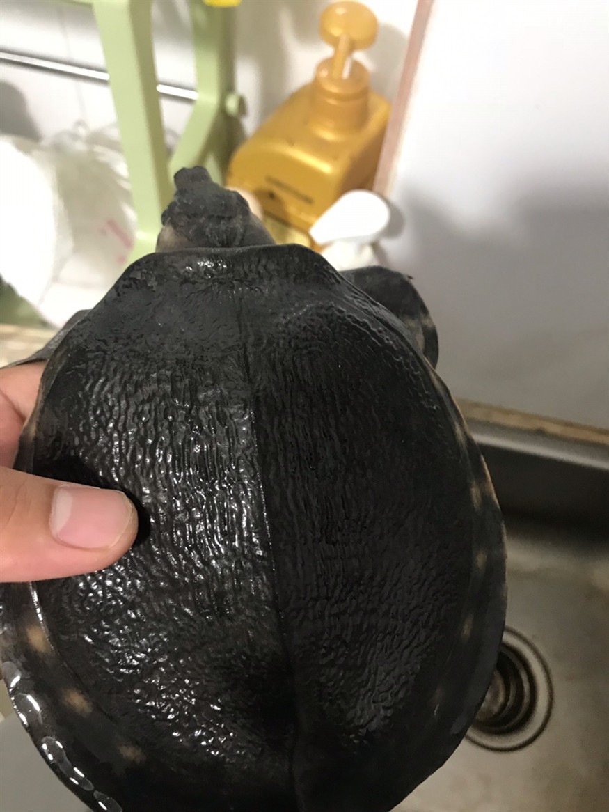 豬鼻龜病了