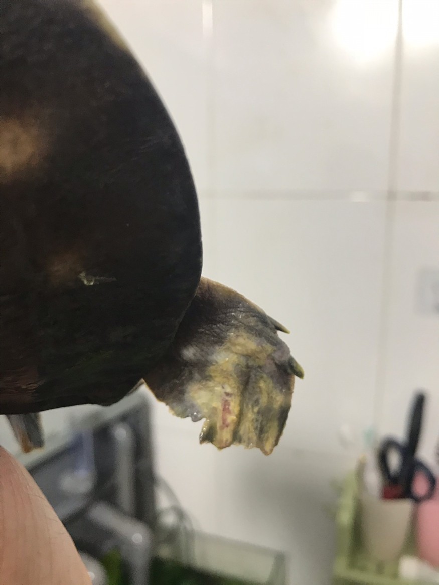緬甸雷龍魚供應商排名(印度雷龍魚批發(fā))
