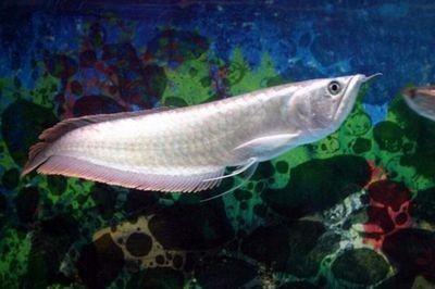 徹底清洗魚缸重新開缸多久可以用：魚缸清洗后重新開缸需要多久才能使用魚缸變臟的方法