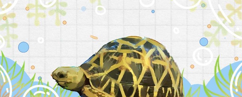 星龜能長多大能活多久