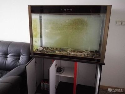 大魚缸還需要加氧氣嗎：大魚缸加氧氣泵取決于多種因素，專業人士的意見并建議