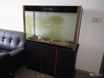 大魚缸還需要加氧氣嗎：大魚缸加氧氣泵取決于多種因素，專業人士的意見并建議