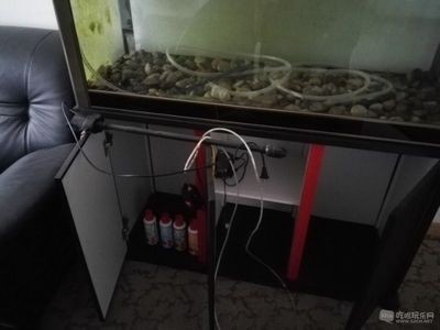 大魚缸還需要加氧氣嗎：大魚缸加氧氣泵取決于多種因素，專業人士的意見并建議