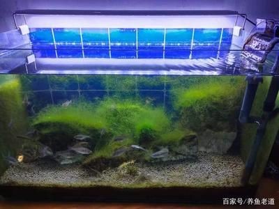 大魚缸小魚缸條數(shù)相等,從小魚缸拿4條放大魚缸：原來大魚缸里的魚的條數(shù)是小魚缸里的2倍，小魚缸里的魚有多少魚