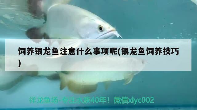 飼養銀龍魚注意什么事項呢(銀龍魚飼養技巧)