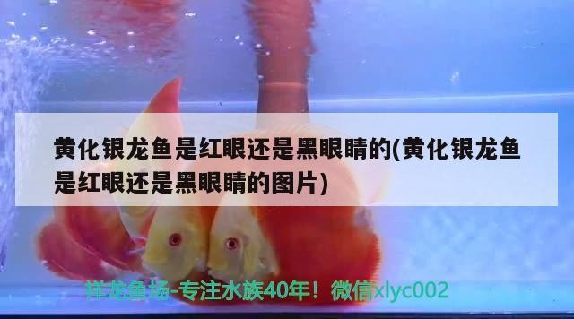 黃化銀龍魚是紅眼還是黑眼睛的(黃化銀龍魚是紅眼還是黑眼睛的圖片)