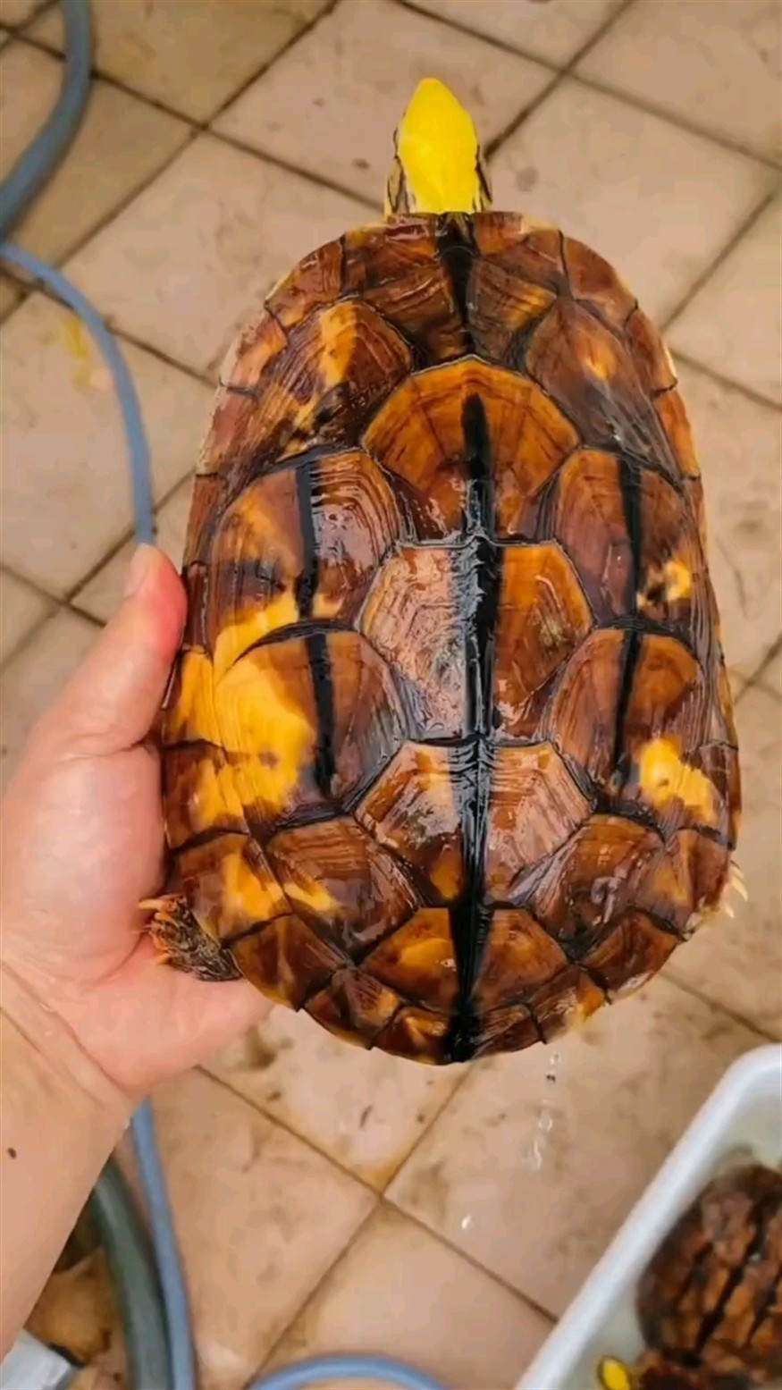 魚缸過濾器濾材多久清洗一次濾材合適，魚缸多久清洗一次濾材合適