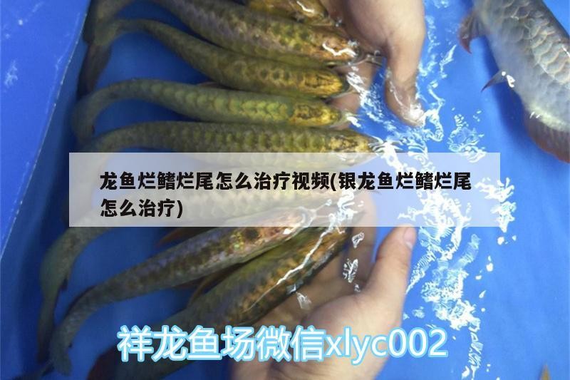 魚藥 龍魚爛鰭爛尾怎么治療視頻(銀龍魚爛鰭爛尾怎么治療) 銀龍魚百科 龍魚爛鰭爛尾怎么治療視頻(銀龍魚爛鰭爛尾怎么治療) 龍魚爛鰭爛尾怎么治療視頻(銀龍魚爛鰭爛尾怎么治療) 銀龍魚百科