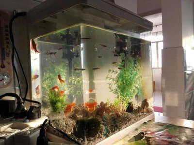 比較好的魚缸品牌有哪些?:2024年魚缸十大品牌名單 魚缸百科 第4張 比較好的魚缸品牌有哪些?:2024年魚缸十大品牌名單 比較好的魚缸品牌有哪些?:2024年魚缸十大品牌名單 魚缸百科 第4張