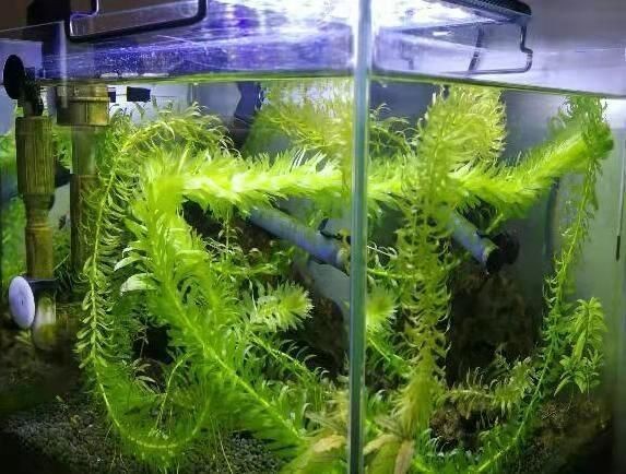 草金魚魚缸造景圖：關于草金魚魚缸造景的知識和建議 草金魚魚缸造景圖：關于草金魚魚缸造景的知識和建議 魚缸百科 第1張