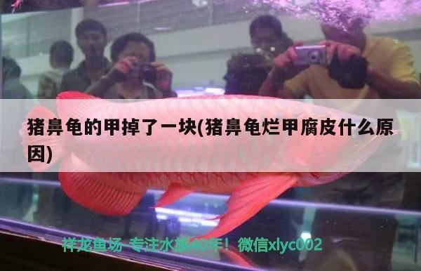 豬鼻龜的甲掉了一塊(豬鼻龜爛甲腐皮什么原因) 豬鼻龜的甲掉了一塊(豬鼻龜爛甲腐皮什么原因) 豬鼻龜百科 第3張