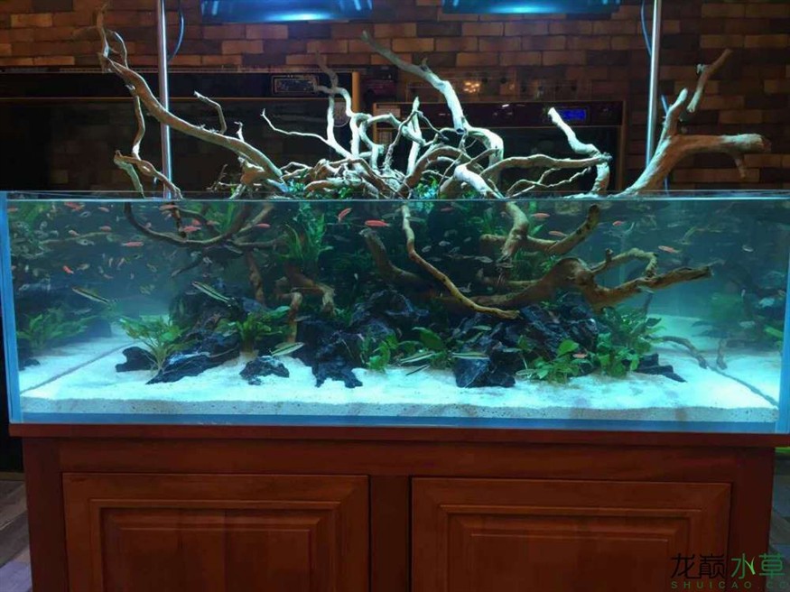 成品魚缸適合造什么景物呢：成品魚缸的造景風(fēng)格