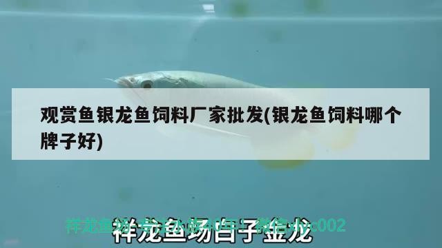 觀賞魚銀龍魚飼料廠家批發(fā)(銀龍魚飼料哪個牌子好)