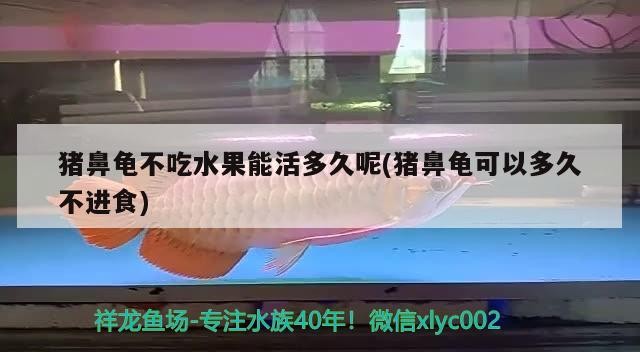 豬鼻龜不吃水果能活多久呢(豬鼻龜可以多久不進(jìn)食)