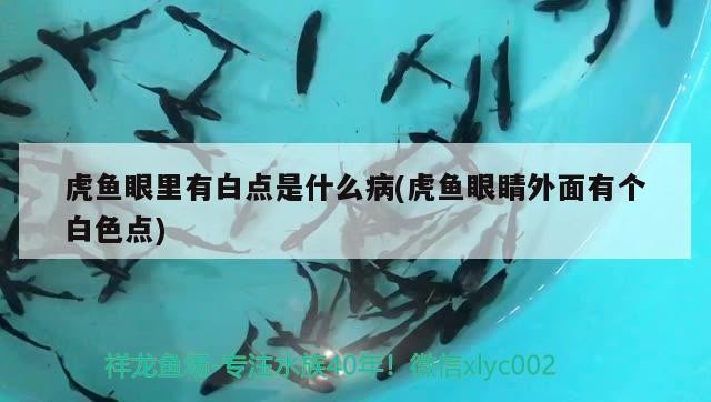虎魚眼里有白點是什么病(虎魚眼睛外面有個白色點)