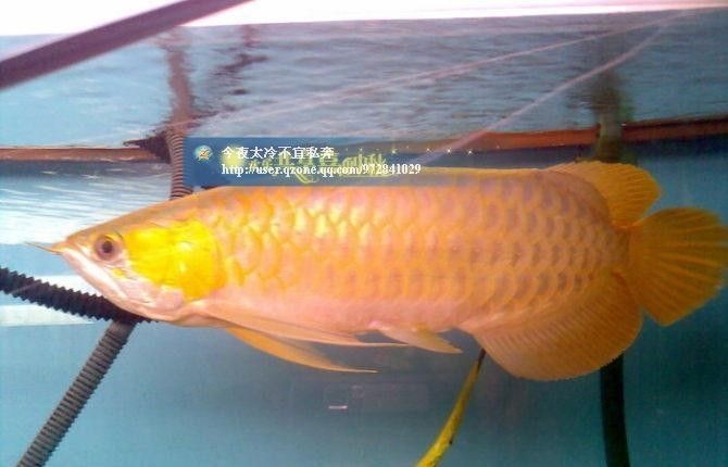 龍魚水太冷會怎么樣 龍魚水太冷會怎么樣 龍魚百科 第1張