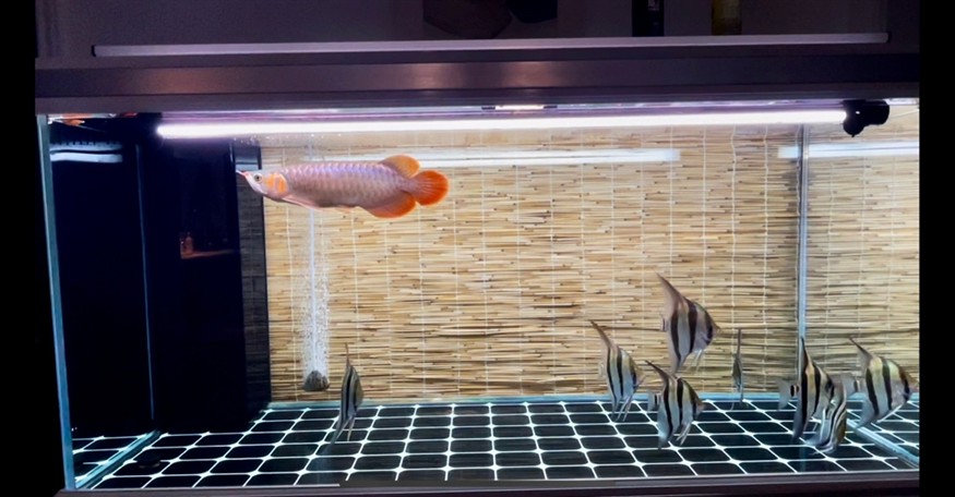 舒坦 舒坦 龍魚論壇 第1張