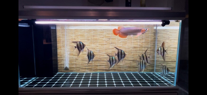 舒坦 舒坦 龍魚論壇 第2張