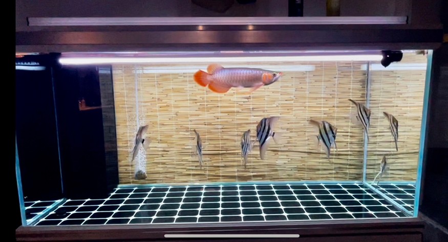 舒坦 舒坦 龍魚論壇 第3張