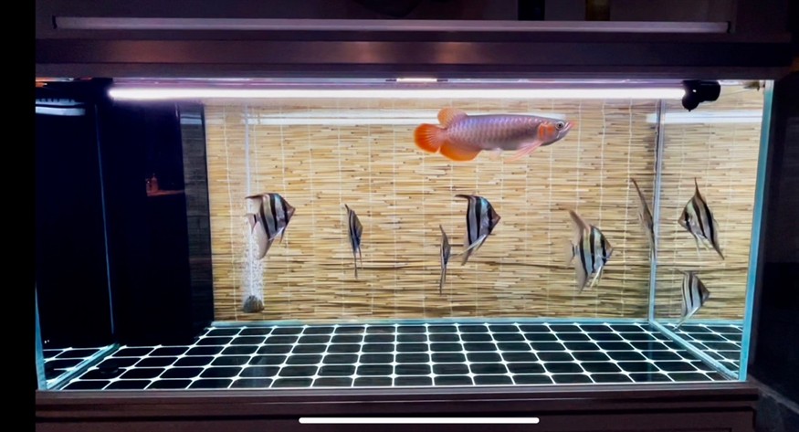 舒坦 舒坦 龍魚論壇 第4張
