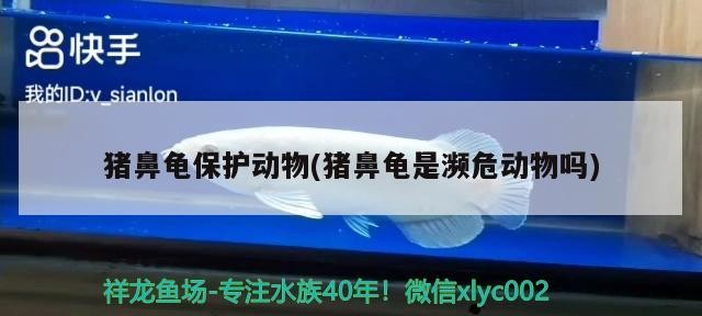 龍魚干蝦有營養(yǎng)嗎 豬鼻龜保護(hù)動(dòng)物(豬鼻龜是瀕危動(dòng)物嗎) 豬鼻龜百科 豬鼻龜保護(hù)動(dòng)物(豬鼻龜是瀕危動(dòng)物嗎) 豬鼻龜保護(hù)動(dòng)物(豬鼻龜是瀕危動(dòng)物嗎) 豬鼻龜百科
