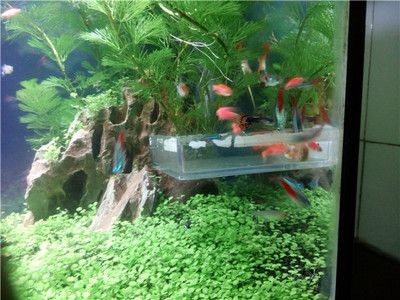 大型魚缸用什么膠：粘接大型魚缸的幾種膠水 大型魚缸用什么膠：粘接大型魚缸的幾種膠水 魚缸百科 第3張