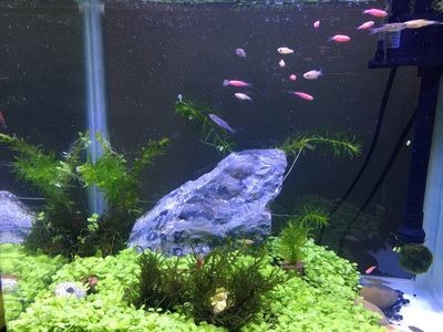 大型魚缸用什么膠：粘接大型魚缸的幾種膠水 大型魚缸用什么膠：粘接大型魚缸的幾種膠水 魚缸百科 第4張
