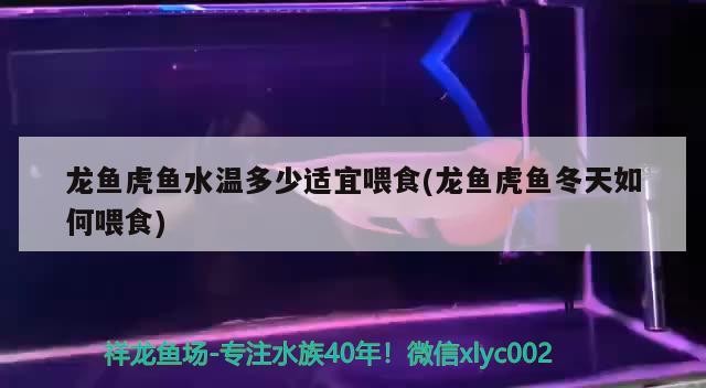 魚缸過濾器選購指南:自制魚缸過濾器魚缸上置過濾器對(duì)于養(yǎng)魚愛好者的必備知識(shí) 龍魚虎魚水溫多少適宜喂食(龍魚虎魚冬天如何喂食) 虎魚百科 龍魚虎魚水溫多少適宜喂食(龍魚虎魚冬天如何喂食) 龍魚虎魚水溫多少適宜喂食(龍魚虎魚冬天如何喂食) 虎魚百科