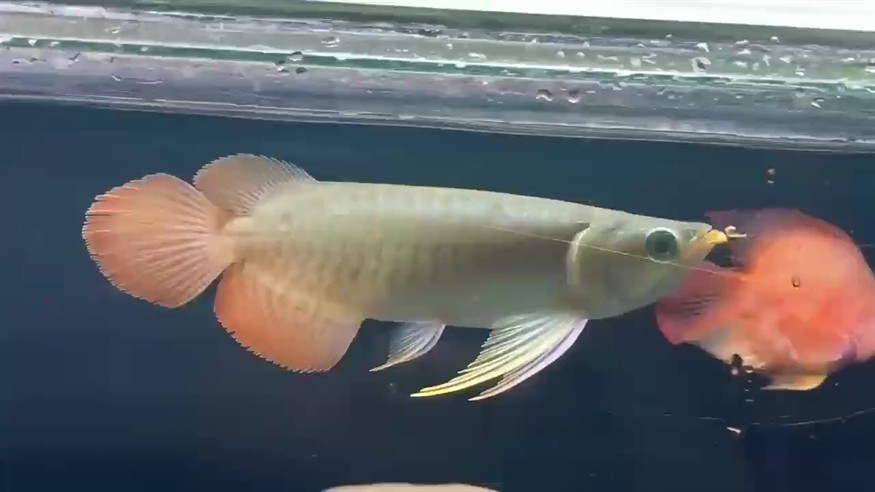 尾巴圓又圓。