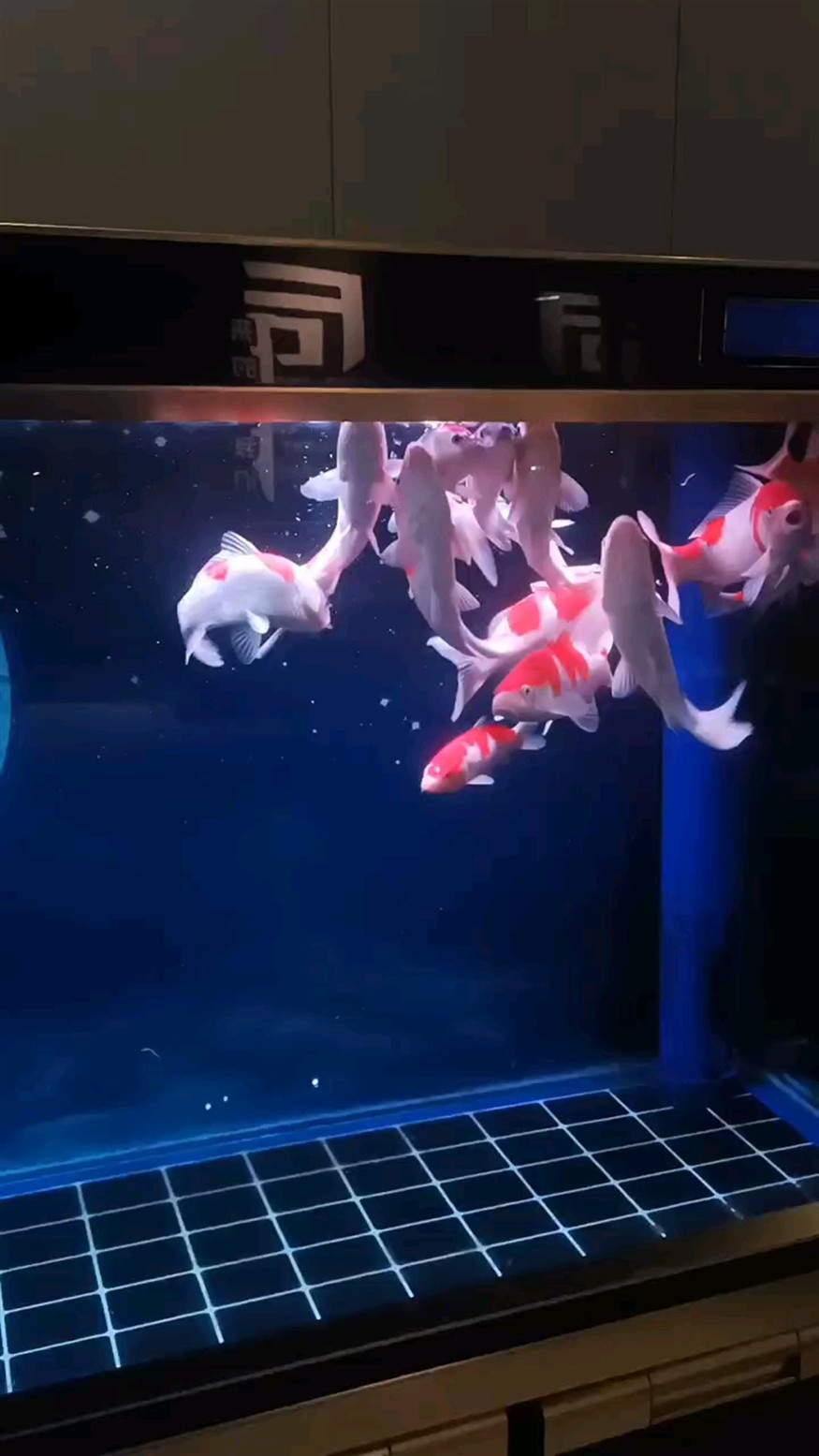魚擺件魚頭朝南好嗎，風水學中魚擺件的擺放位置和方向被認為對家居環境有重要影響