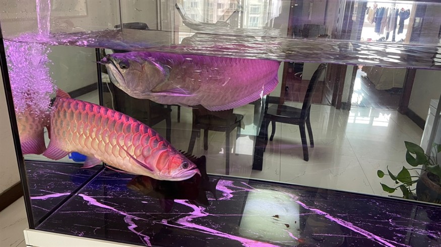 周日換水洗棉 龍魚論壇 第1張 周日換水洗棉 周日換水洗棉 龍魚論壇 第1張