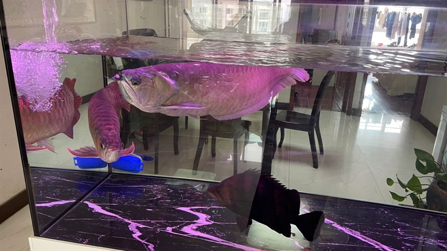 周日換水洗棉 龍魚論壇 第2張 周日換水洗棉 周日換水洗棉 龍魚論壇 第2張