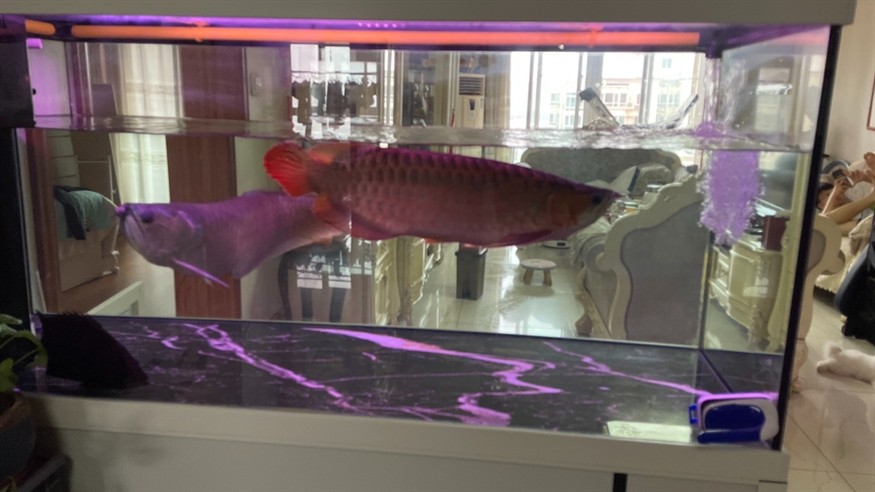 周日換水洗棉 龍魚論壇 第3張 周日換水洗棉 周日換水洗棉 龍魚論壇 第3張