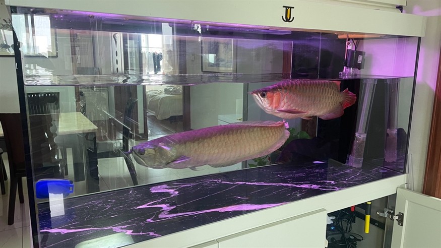 周日換水洗棉 龍魚論壇 第5張 周日換水洗棉 周日換水洗棉 龍魚論壇 第5張