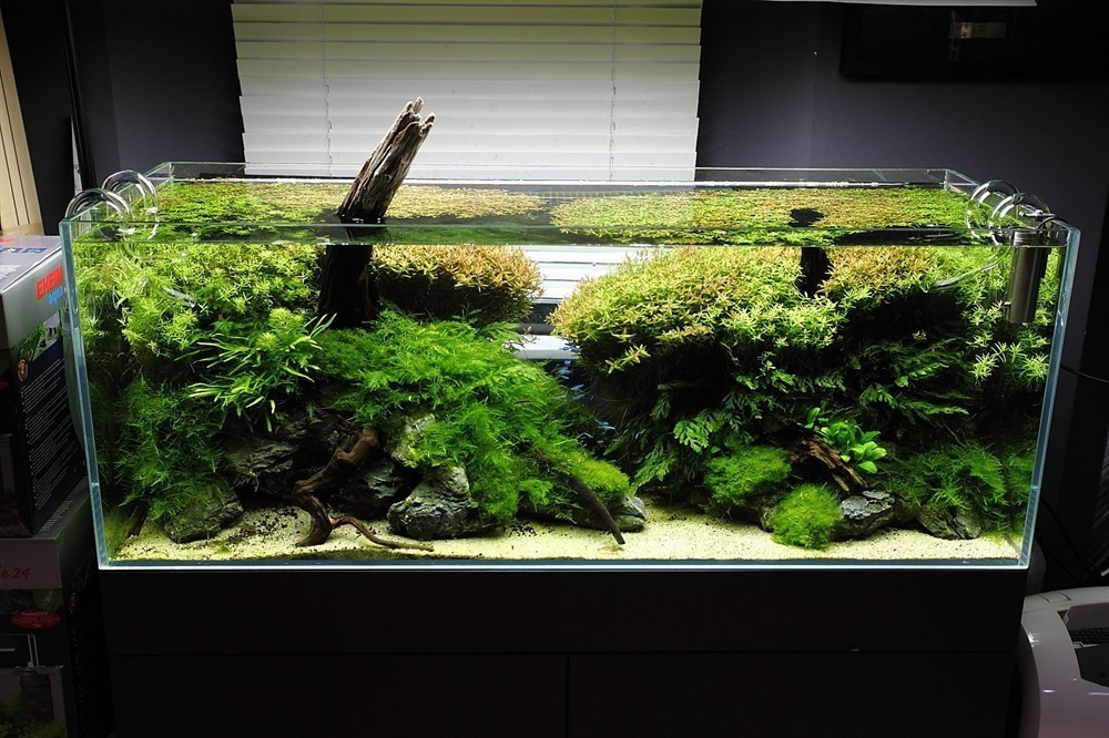 大魚缸改造成水草缸怎么辦理：改造大魚缸成為水草缸需要一定的步驟和注意事項