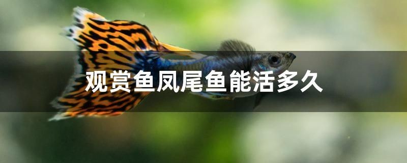 青鳉魚是卵生還是胎生繁殖時需要準備什么