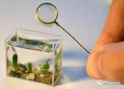 玻璃魚缸里的魚為什么容易死