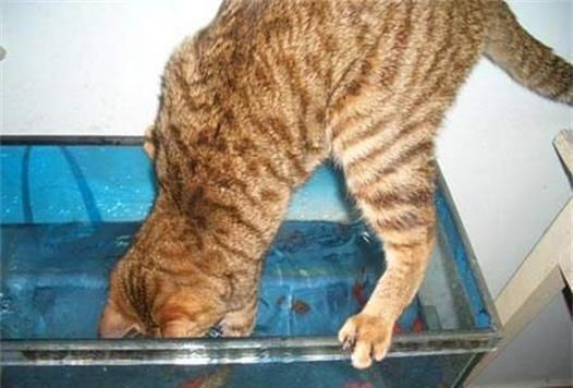 玻璃魚缸里的魚為什么容易死