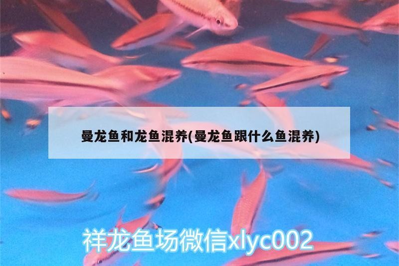 曼龍魚和龍魚混養(曼龍魚跟什么魚混養)