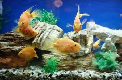 初學養魚小魚缸適合養什么樣的魚好：小魚缸適合養什么魚？