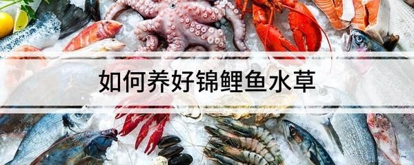 初學養魚小魚缸適合養什么樣的魚好：小魚缸適合養什么魚？