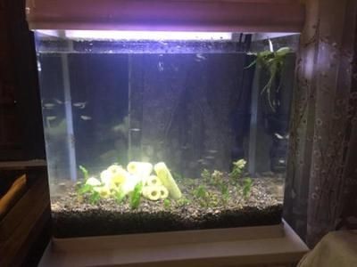 純凈水桶改裝魚缸過濾：如何自制純凈水桶魚缸過濾桶 純凈水桶改裝魚缸過濾：如何自制純凈水桶魚缸過濾桶 魚缸百科 第4張