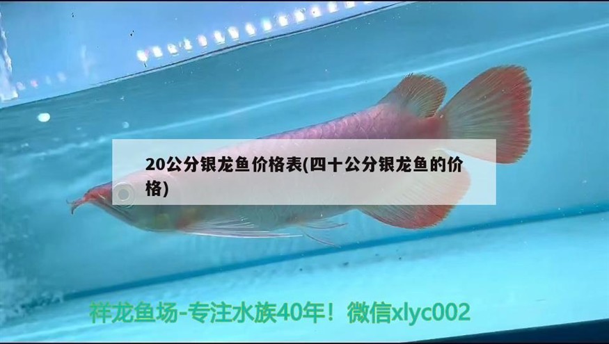 20公分銀龍魚價(jià)格表(四十公分銀龍魚的價(jià)格)