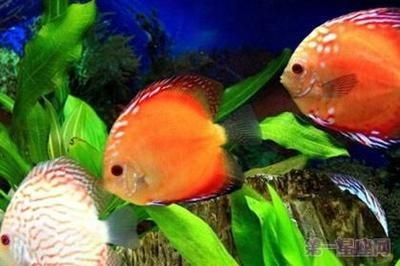 大廳哪個(gè)位置放魚(yú)缸好：客廳魚(yú)缸擺放的最佳擺放位置魚(yú)缸擺放的注意事項(xiàng) 大廳哪個(gè)位置放魚(yú)缸好：客廳魚(yú)缸擺放的最佳擺放位置魚(yú)缸擺放的注意事項(xiàng) 魚(yú)缸百科 第1張