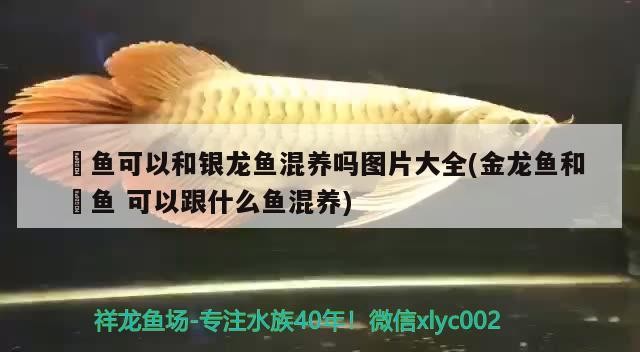 魟魚(yú)可以和銀龍魚(yú)混養(yǎng)嗎圖片大全(金龍魚(yú)和魟魚(yú)可以跟什么魚(yú)混養(yǎng))