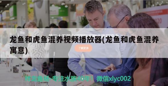 龍魚和虎魚混養視頻播放器(龍魚和虎魚混養寓意) 龍魚和虎魚混養視頻播放器(龍魚和虎魚混養寓意) 虎魚百科