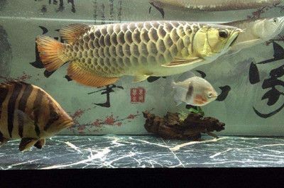 金龍魚兜嘴辨別