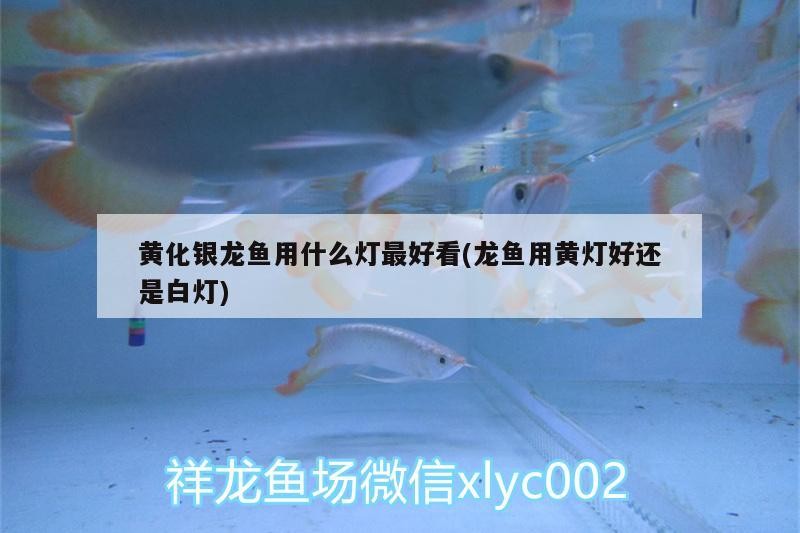 黃化銀龍魚用什么燈最好看(龍魚用黃燈好還是白燈)